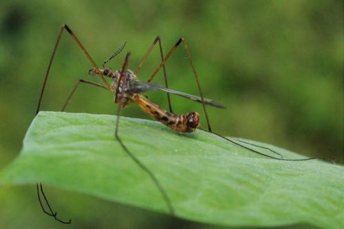 Réf. 256 708 : Tipula pilicauda